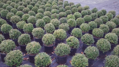 Japanse Hulst In Bolvorm (Ilex Crenata 'Dark Green')