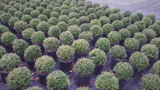  Japanse Hulst In Bolvorm (Ilex Crenata 'Dark Green')