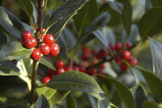  Hulst (Ilex Aquifolium J.C. Van Tol)