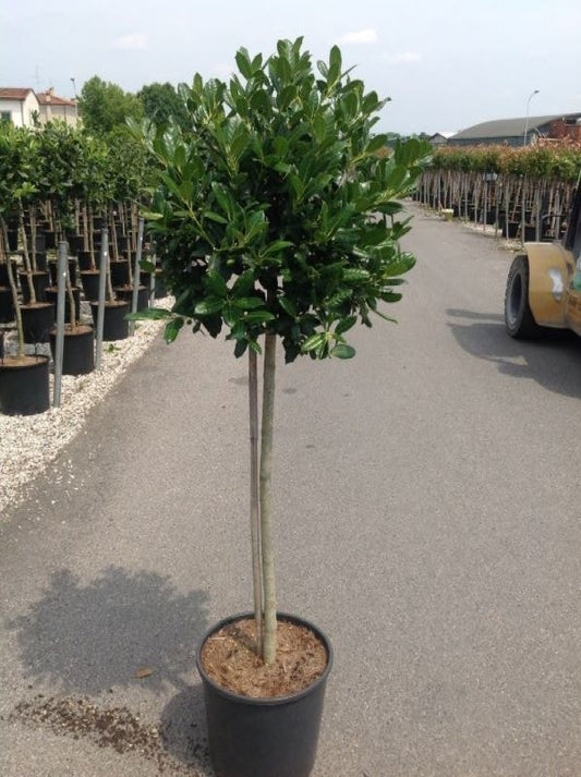  Hulst Op Stam (Ilex 'Nellie R Stevens')