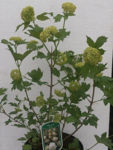  Sneeuwbal (Viburnum Opulus 'Roseum')