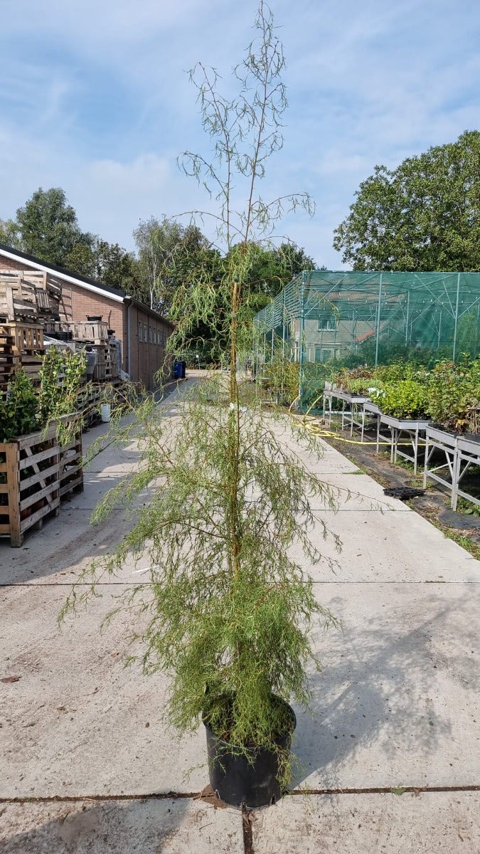  Berk (Betula Pendula 'Karaca') 