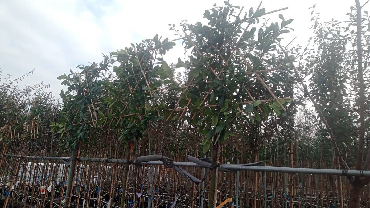  LeiLaurier (Prunus Laurocerasus 'Novita') EXTRA VOORDELIG