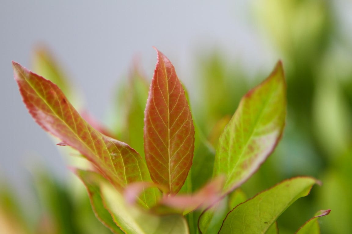  Druifheide (Leucothoe 'Zeblid')