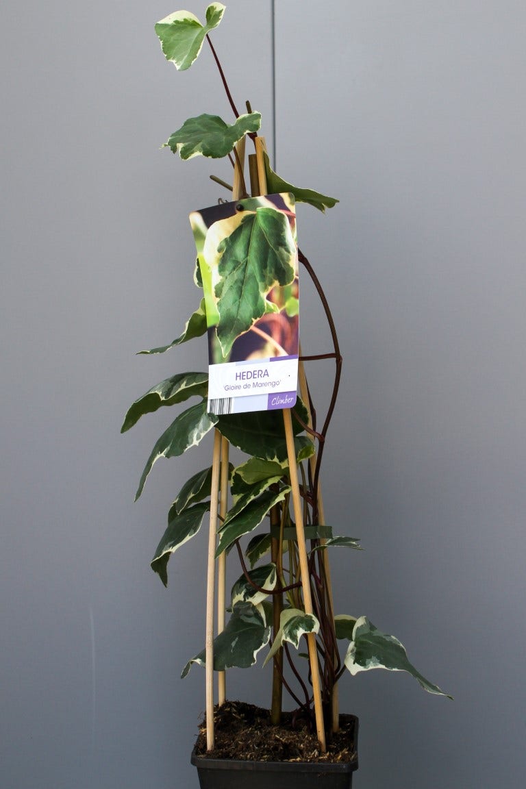  Algerijnse Klimop (Hedera Algeriensis 'Gloire De Marengo')