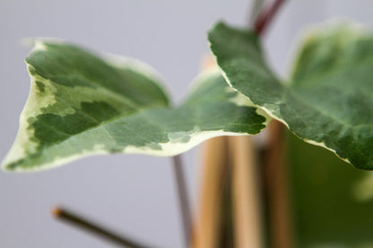  Algerijnse Klimop (Hedera Algeriensis 'Gloire De Marengo')