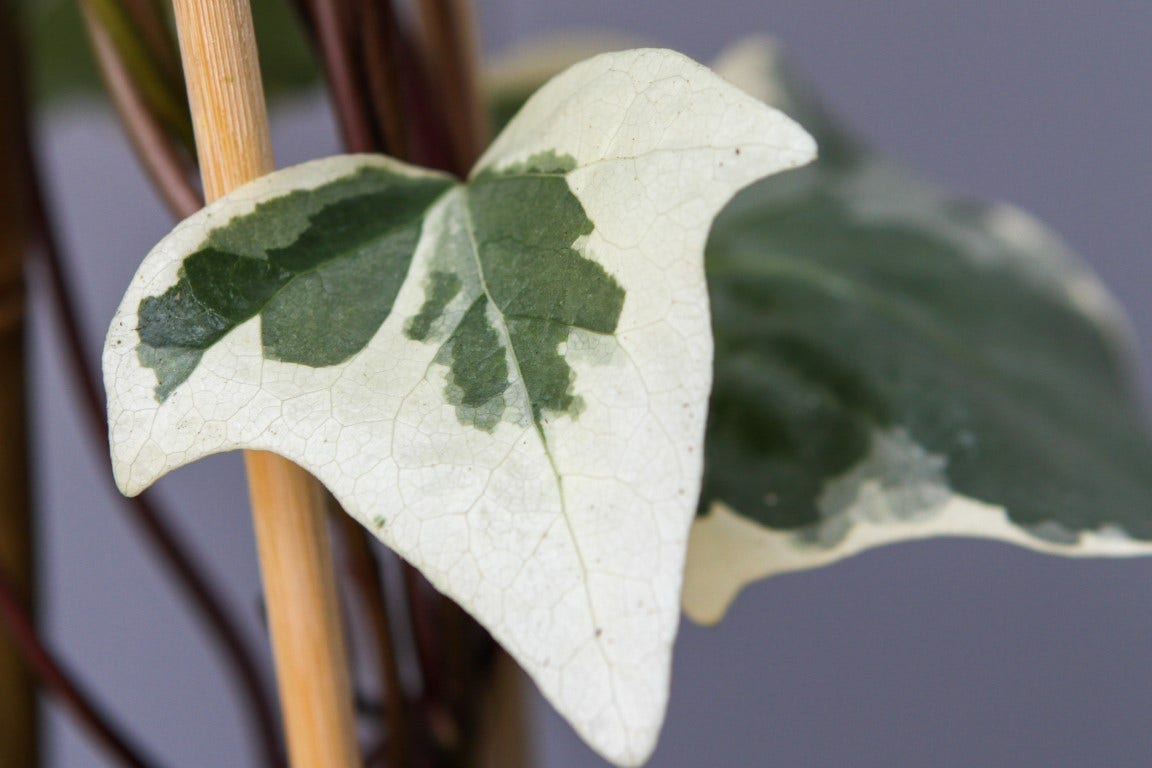  Algerijnse Klimop (Hedera Algeriensis 'Gloire De Marengo')