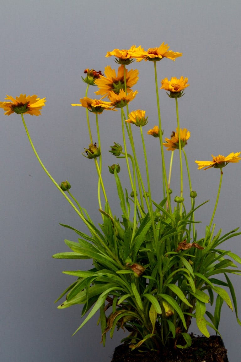  Meisjesogen (Coreopsis Grandiflora 'Sunray')