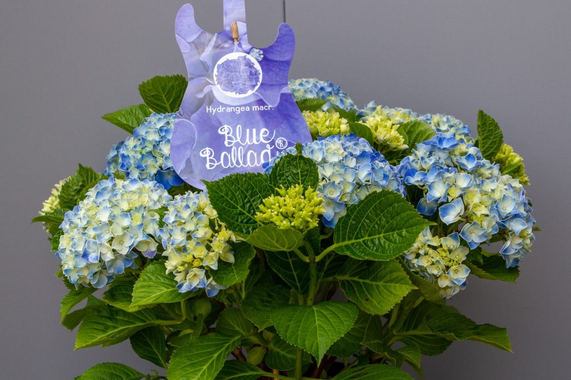  Hortensia Blue Ballad (Hydrangea 'Music Collection')