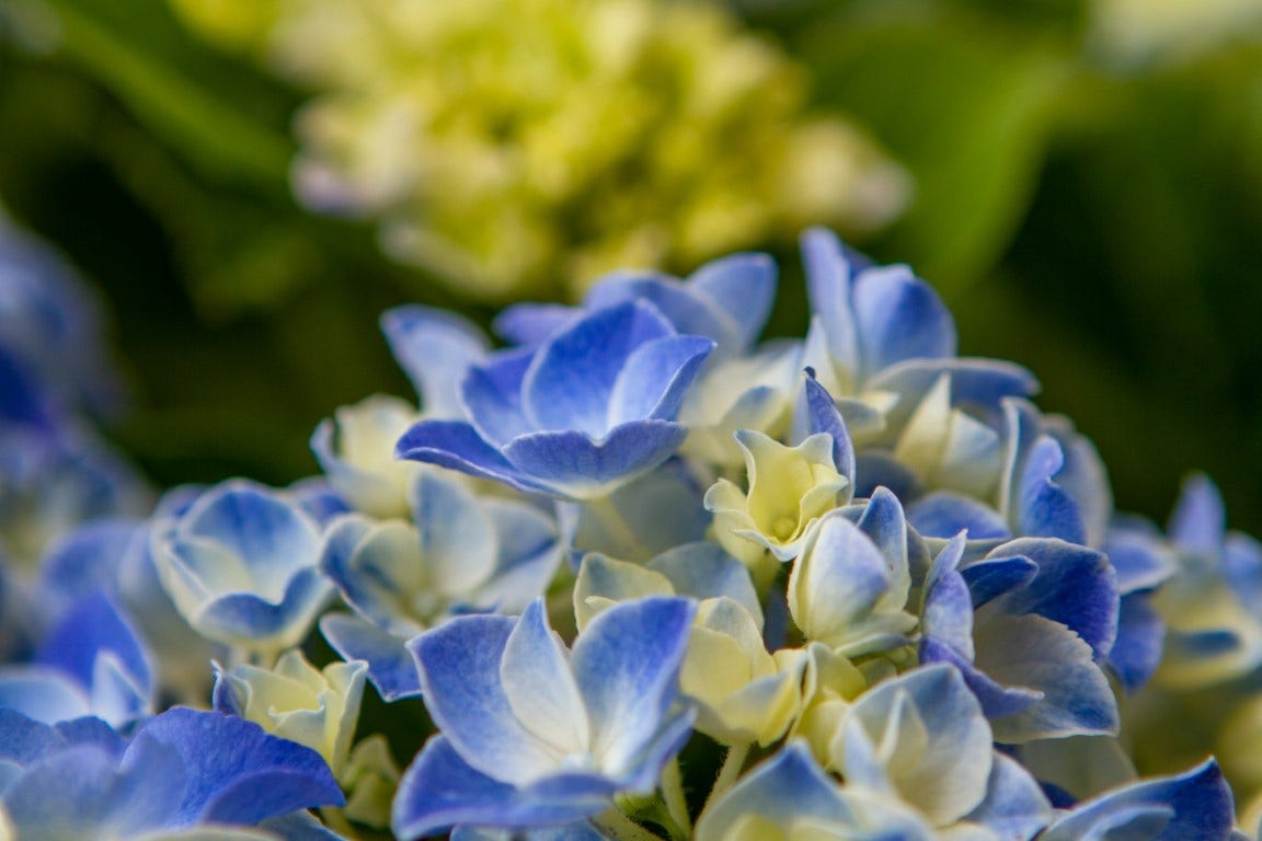  Hortensia Blue Ballad (Hydrangea 'Music Collection')