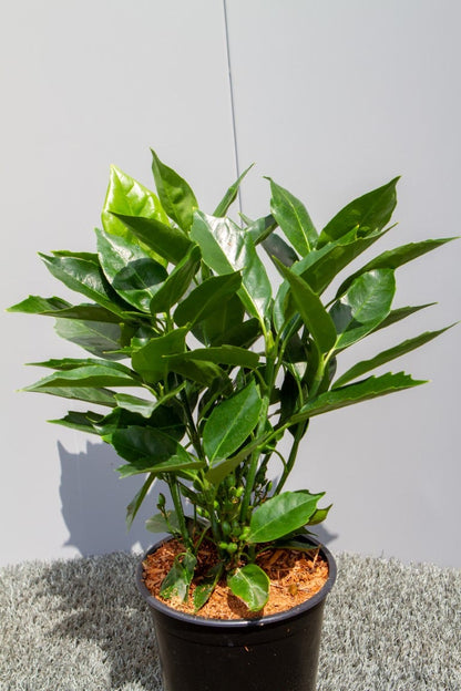  Broodboom (Aucuba Japonica 'Rozannie')