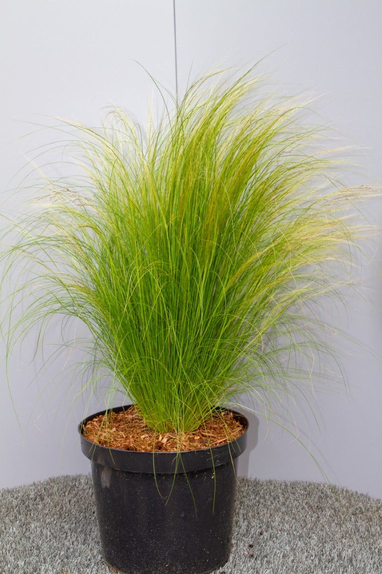  Vedergras (Stipa Tenuissima 'Ponytails')