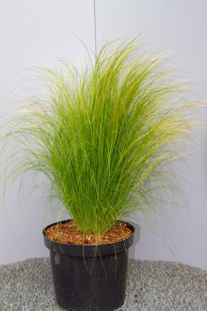 Vedergras (Stipa Tenuissima 'Ponytails')