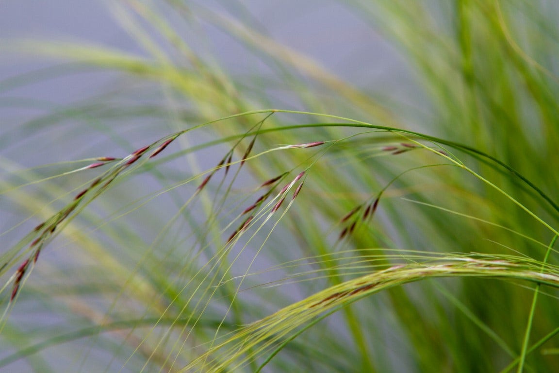  Vedergras (Stipa Tenuissima 'Ponytails')