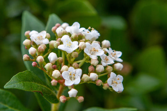  Groenblijvende Sneeuwbal (Viburnum Tinus)