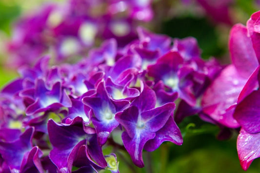  Hortensia Paars (Hydrangea 'Forever&Ever')