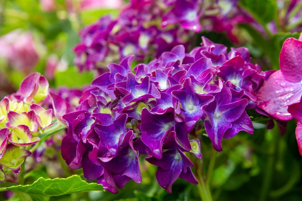  Hortensia Paars (Hydrangea 'Forever&Ever')