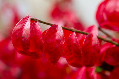  Kardinaalshoed (Euonymus Alatus 'Compactus')