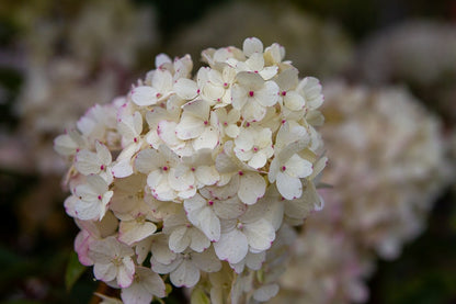  Pluimhortensia (Hydrangea Paniculata 'Bobo')