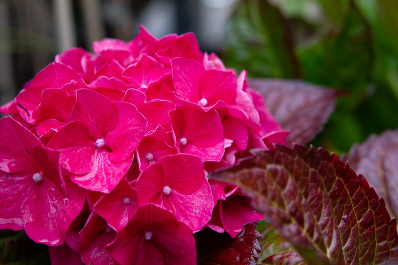  Hortensia (Hydrangea Macrophylla 'Glowing Embers')