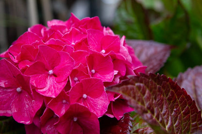  Hortensia (Hydrangea Macrophylla 'Glowing Embers')