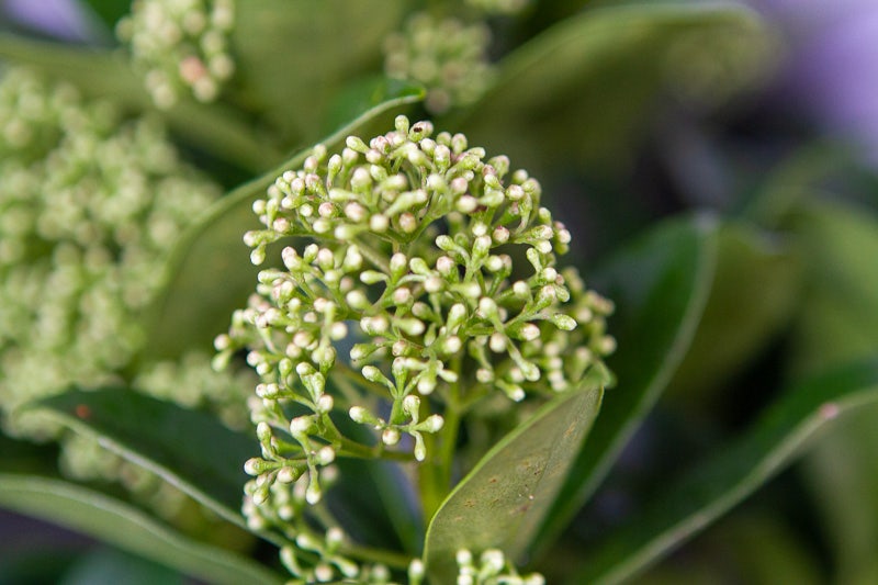  Skimmia (Skimmia Japonica 'White Globe')