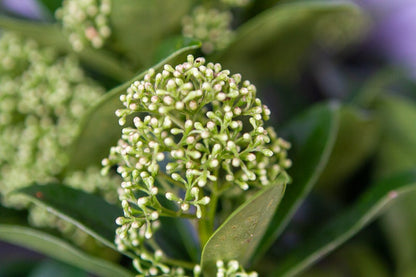  Skimmia (Skimmia Japonica 'White Globe')