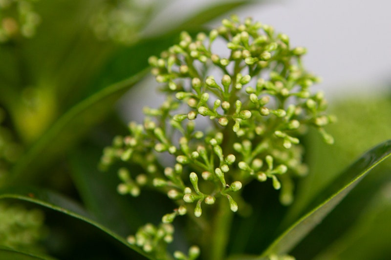  Skimmia (Skimmia Japonica 'White Globe')