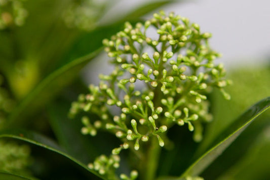  Skimmia (Skimmia Japonica 'White Globe')