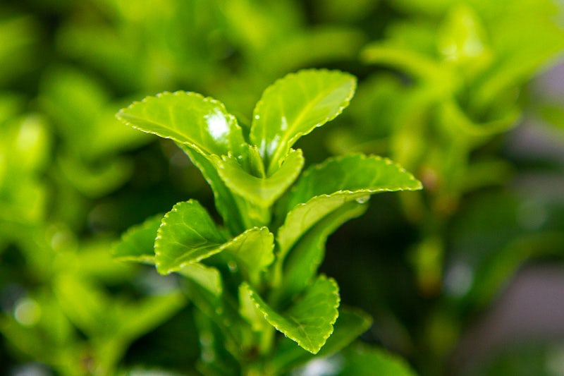  Kardinaalsmuts (Euonymus Jap. 'Green Rocket' ®)