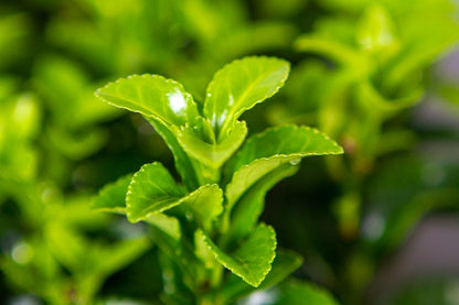  Kardinaalsmuts (Euonymus Jap. 'Green Rocket' ®)