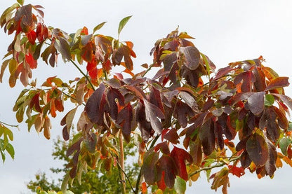  Sassafras (Sassafras Albidum)