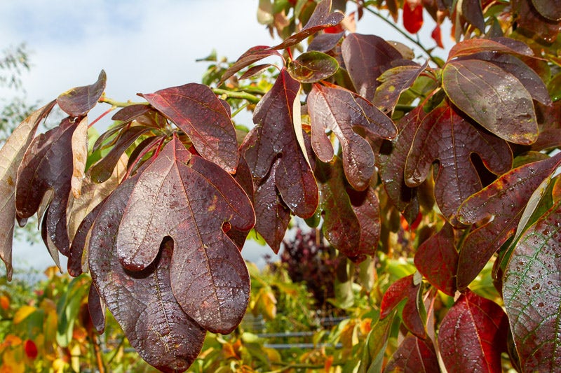  Sassafras (Sassafras Albidum)