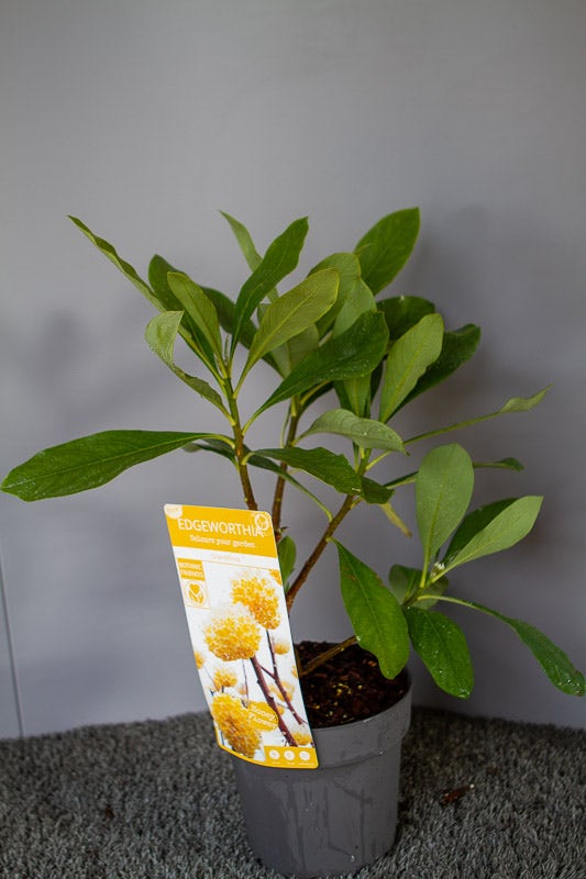  Papierstruik (Edgeworthia Chrysantha)