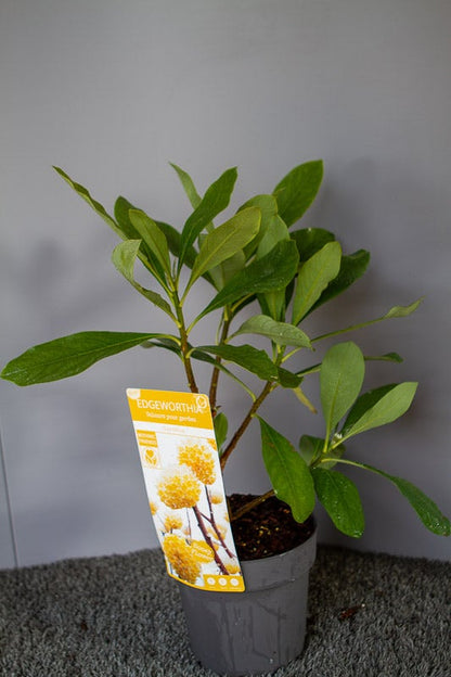  Papierstruik (Edgeworthia Chrysantha)