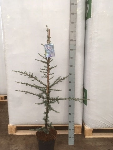  Atlasceder (Cedrus Libani 'Glauca')
