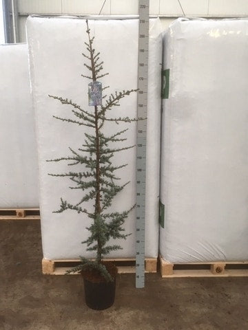  Atlasceder (Cedrus Libani 'Glauca')