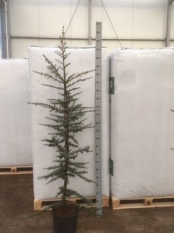  Atlasceder (Cedrus Libani 'Glauca')