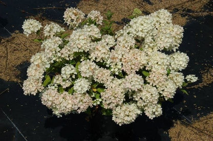  Pluimhortensia (Hydrangea Paniculata 'Bombshell')