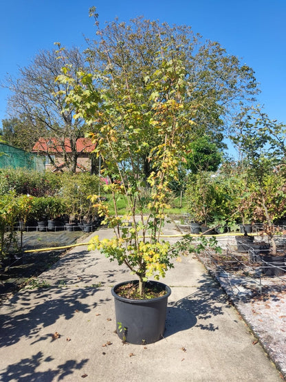  Meerstammige Veldesdoorn (Acer Campestre)
