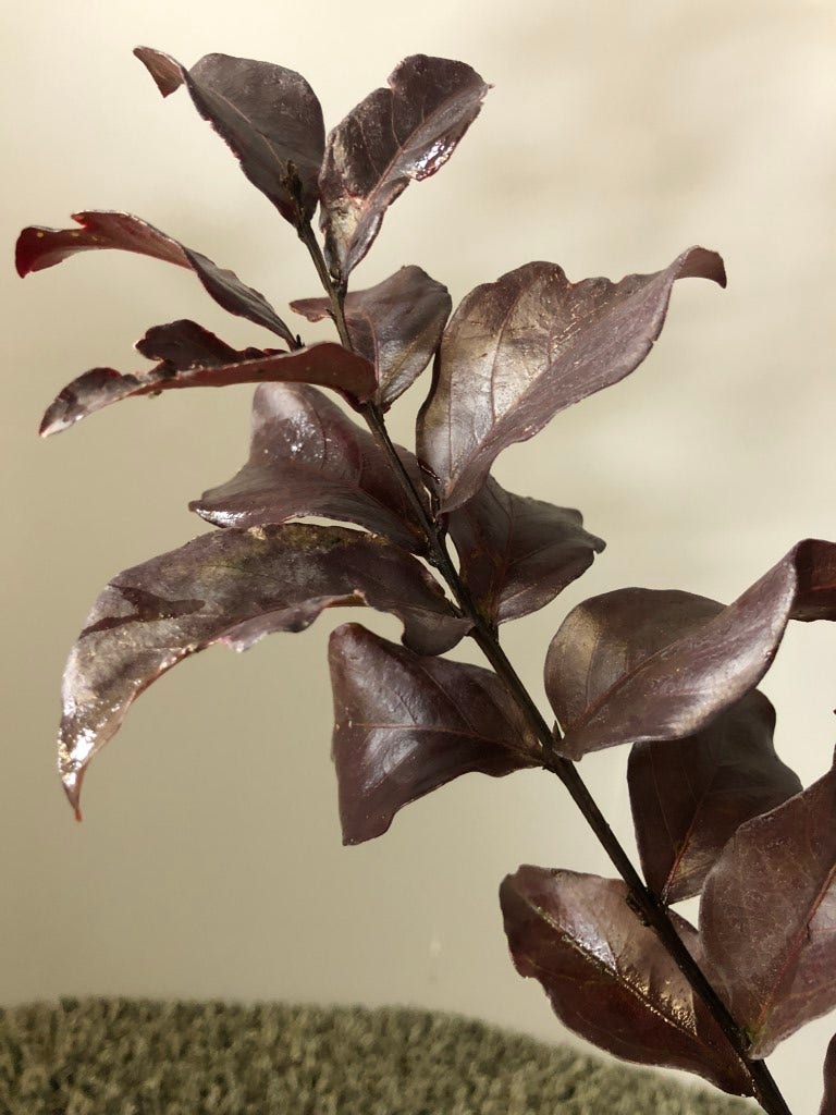  Lagerstroemia (Lagerstroemia Indica 'Rhapsody In Pink')