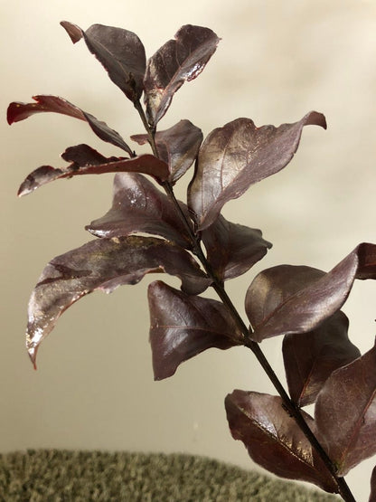 Lagerstroemia (Lagerstroemia Indica 'Rhapsody In Pink')