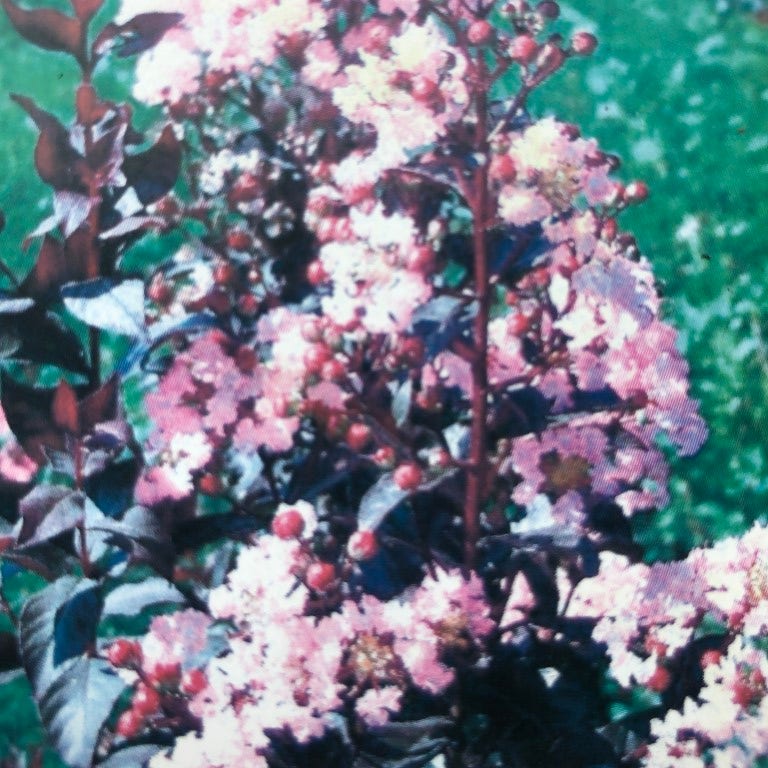  Lagerstroemia (Lagerstroemia Indica 'Rhapsody In Pink')