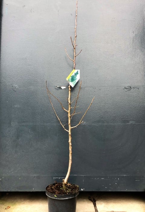  Zuil-peer (Pyrus Communis 'Obelisk')