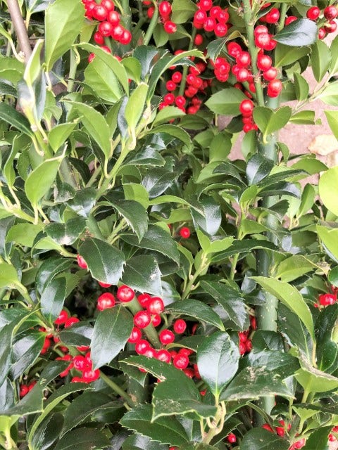  Hulst (Ilex Meserveae 'Heckenfee')