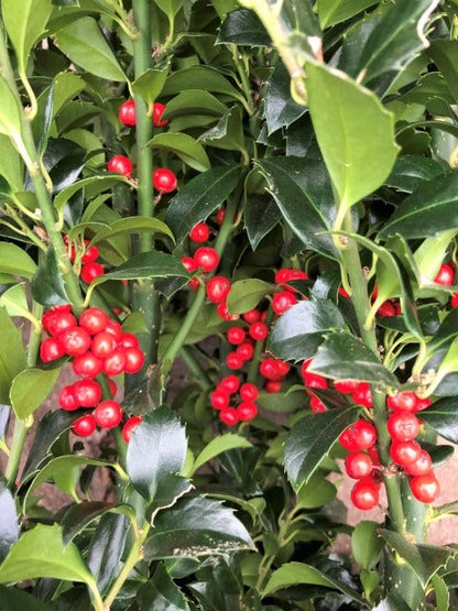  Hulst (Ilex Meserveae 'Heckenfee')