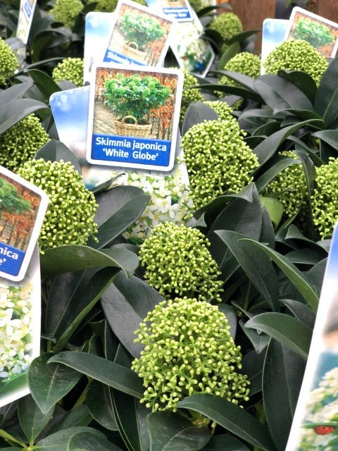  Skimmia (Skimmia Japonica 'White Globe')