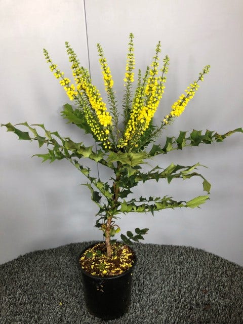  Mahoniestruik (Mahonia Media 'Winter Sun')