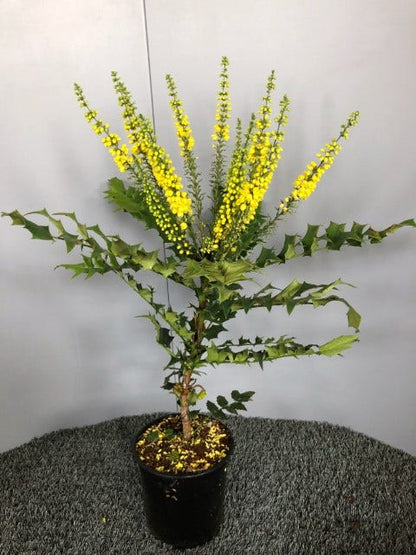  Mahoniestruik (Mahonia Media 'Winter Sun')