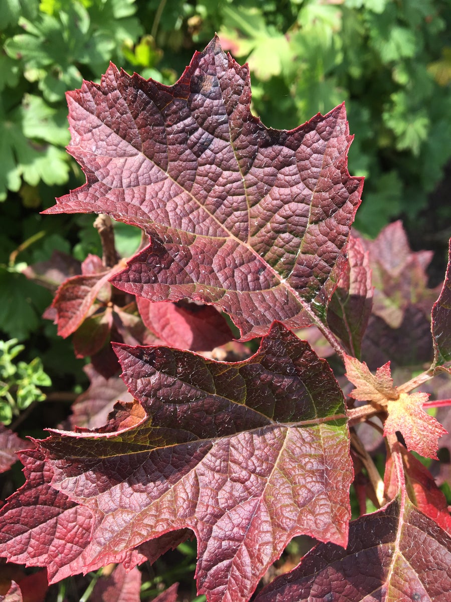  Eikenbladhortensia (Hydrangea Quercifolia 'Ruby Slippers')